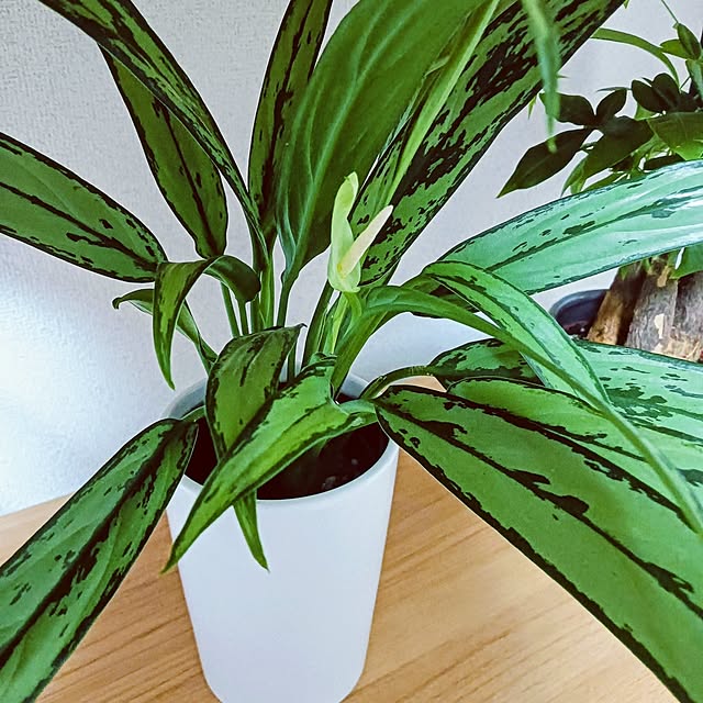 hanachanさんの実例写真