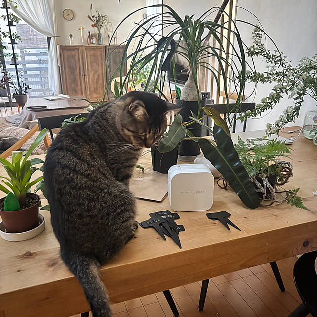 greycatsさんの実例写真