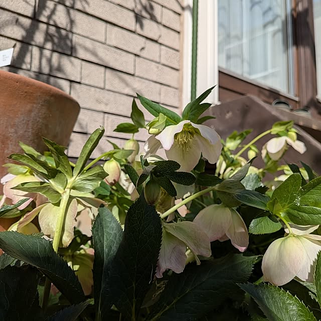 botanさんの部屋