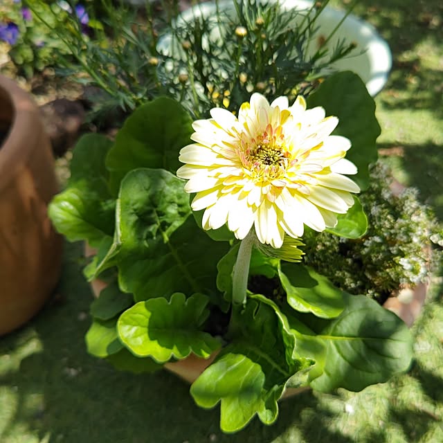 eriponさんの実例写真