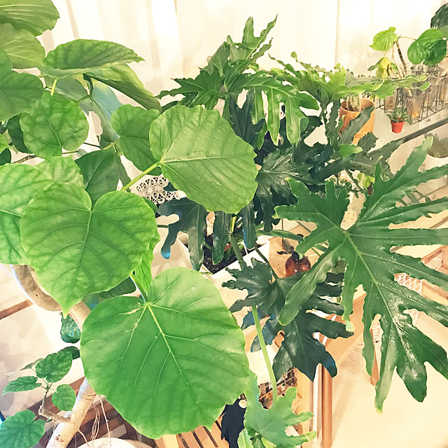 hirariさんの部屋