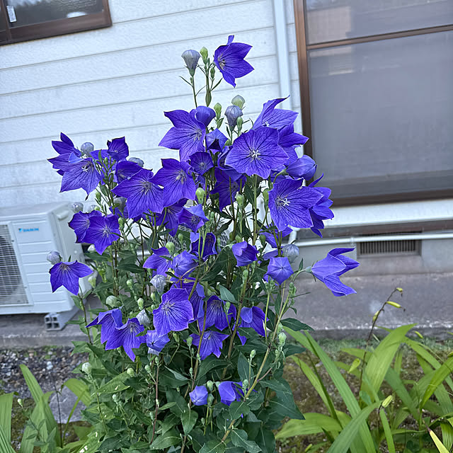 sakakenさんの実例写真