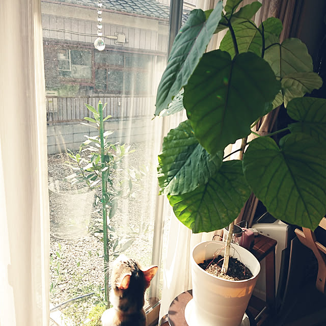 akiさんの実例写真