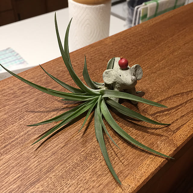 koshuke3さんの実例写真
