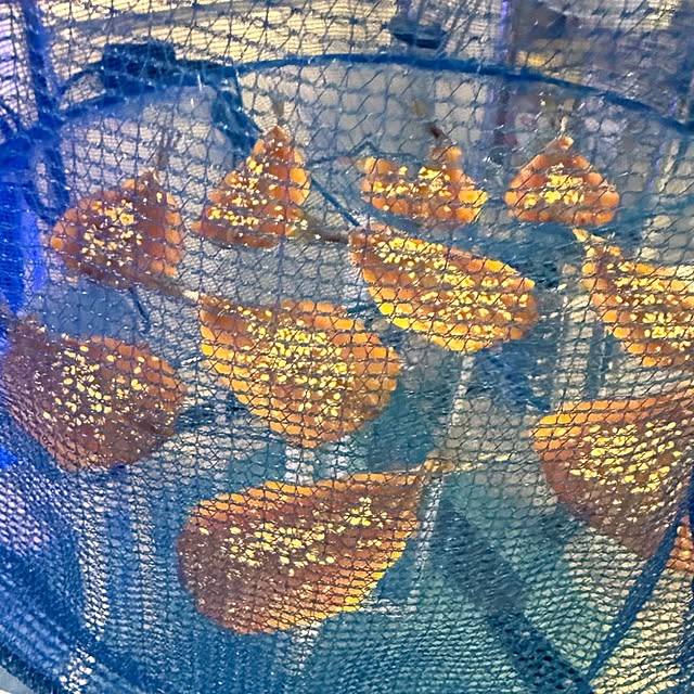 ToReTaRiさんの部屋