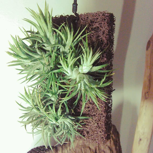 Plantexhibitionhallさんの実例写真