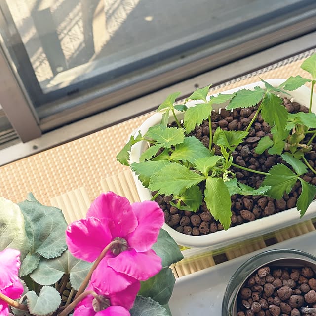 mi-saさんの部屋