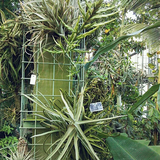 Plantexhibitionhallさんの実例写真