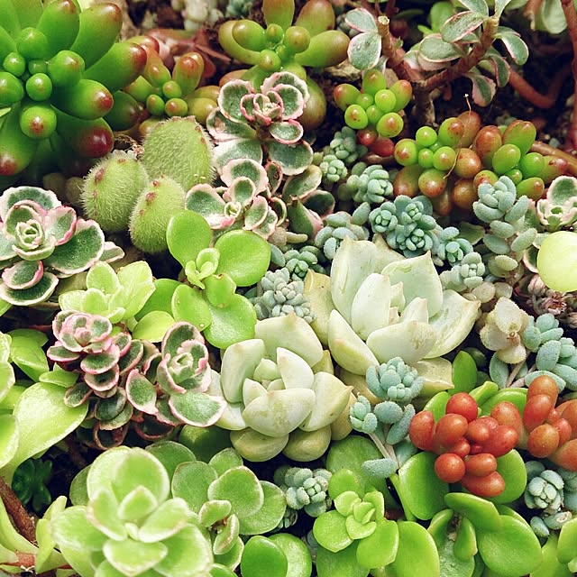 chachamaruさんの実例写真