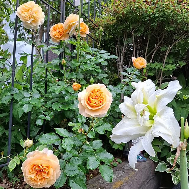 midoriさんの実例写真
