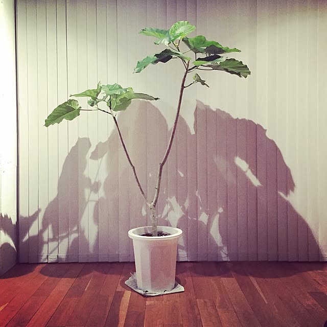 BLACK_MANさんの実例写真