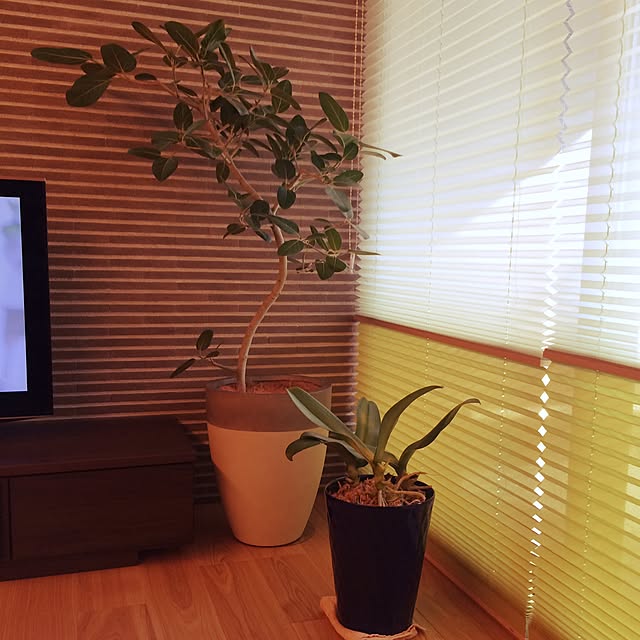 ma-shuさんの実例写真