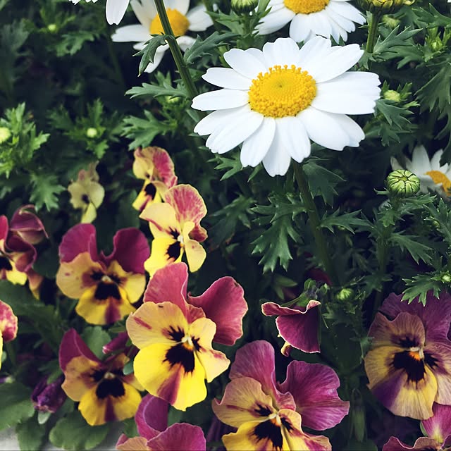 yoppyさんの実例写真