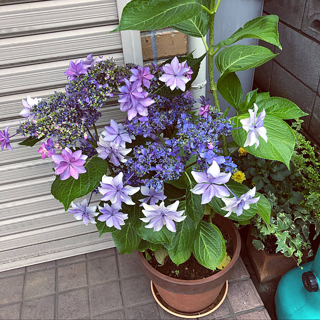 kazuさんの実例写真