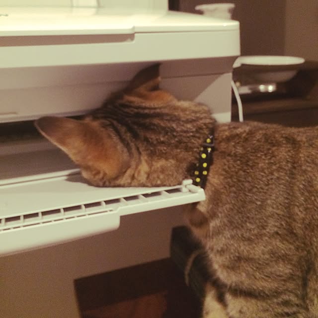 ayapiiiiceさんの実例写真