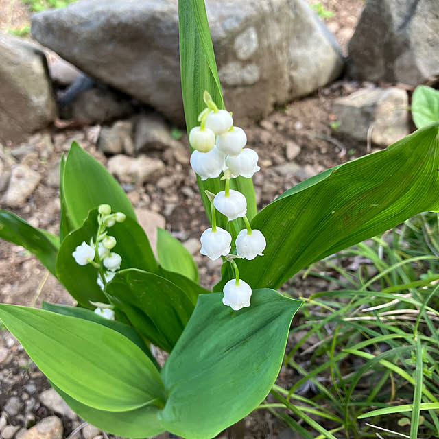 ikubooさんの実例写真