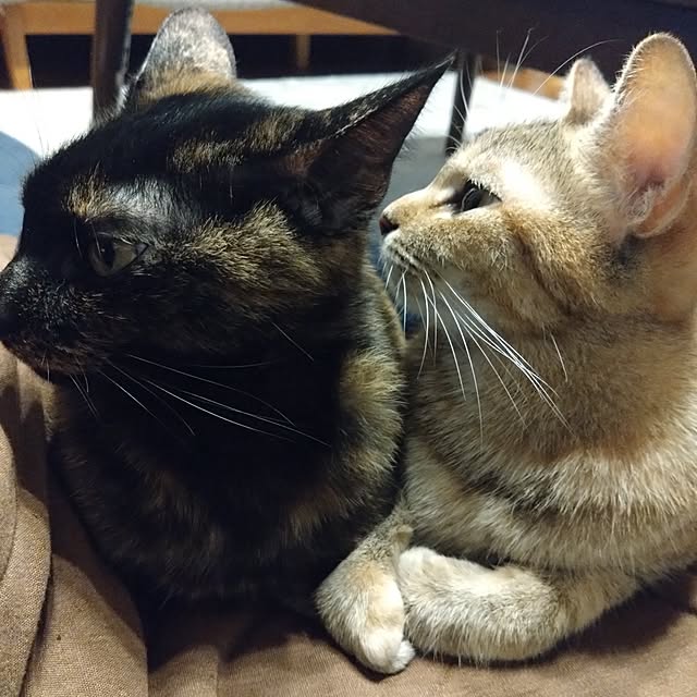 mamekoさんの実例写真