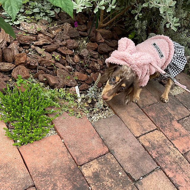 choco-curiさんの部屋