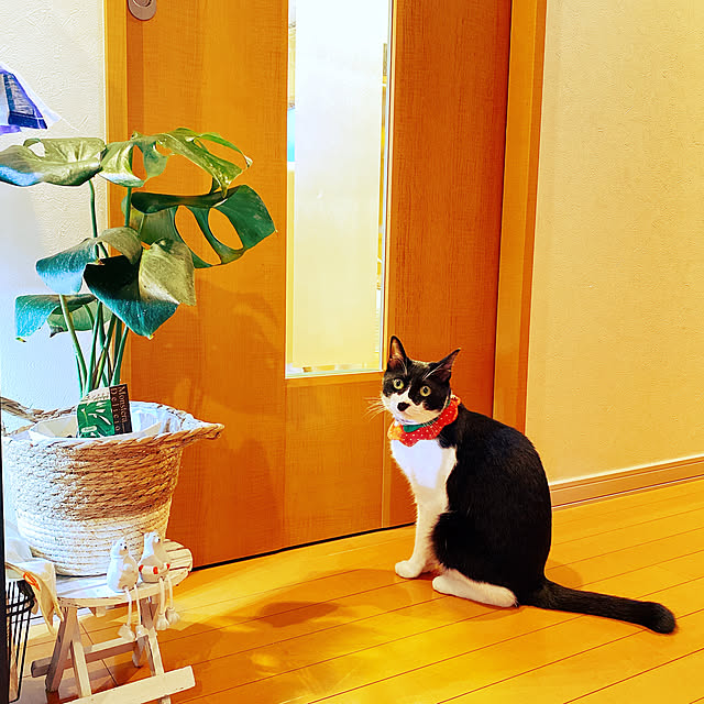 moolさんの実例写真