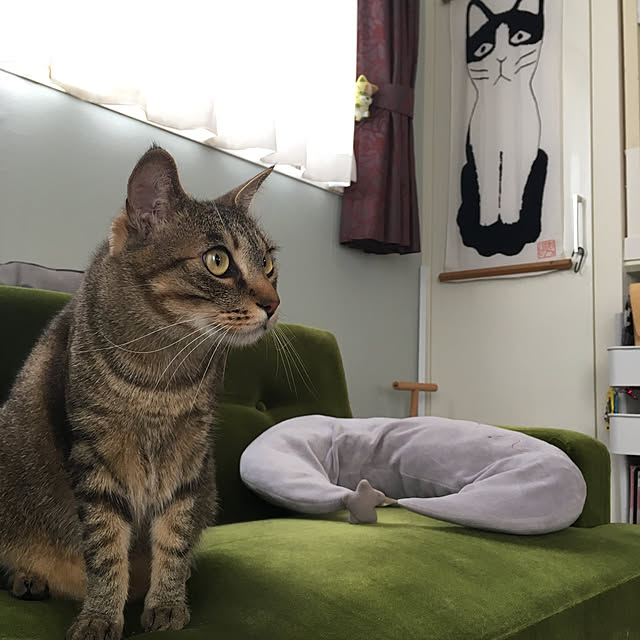 mikomaruさんの実例写真