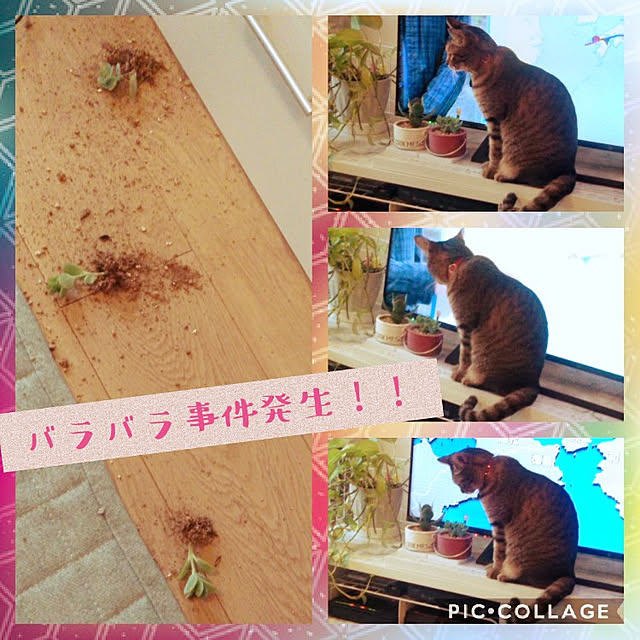 futukoさんの実例写真