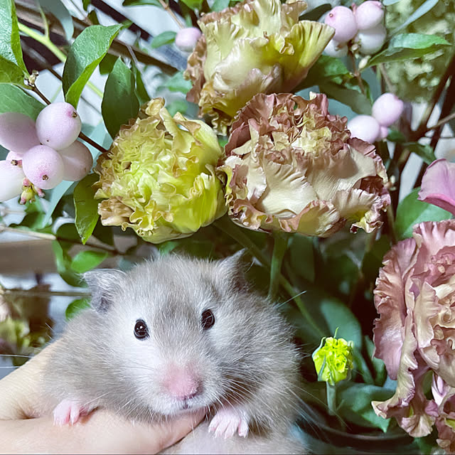 emiさんの実例写真