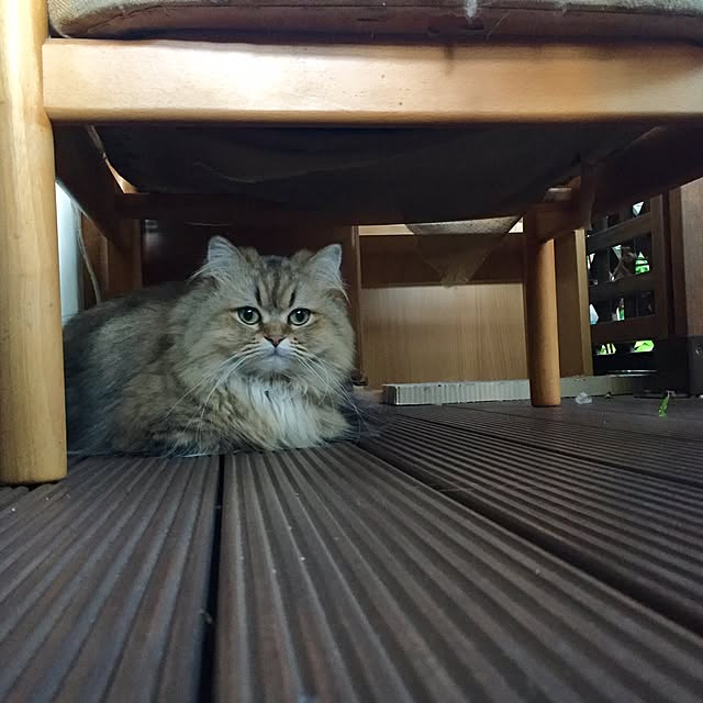 butachanさんの実例写真
