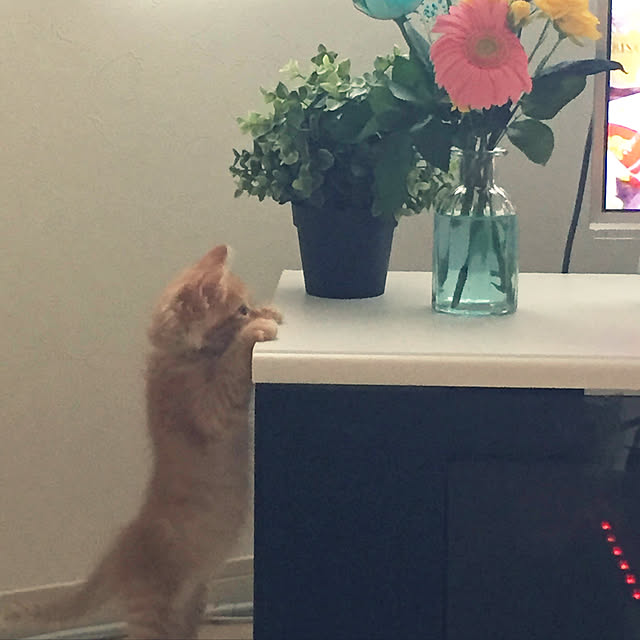 milkyさんの実例写真