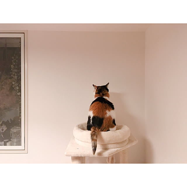warashibeさんの実例写真
