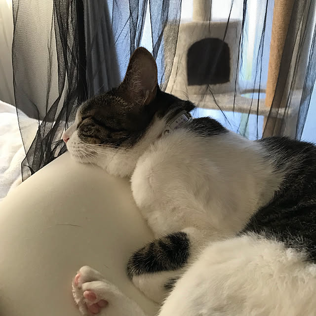 Shihoさんの実例写真