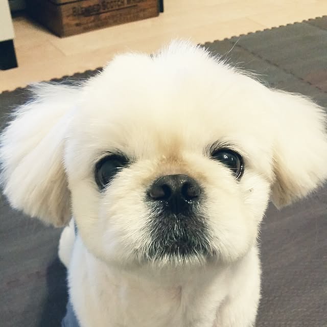 yukagomaさんの実例写真