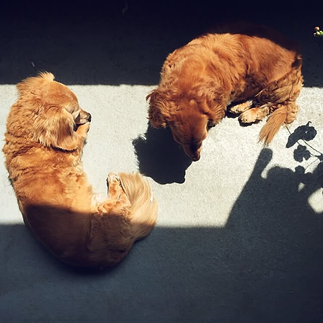 momoさんの実例写真