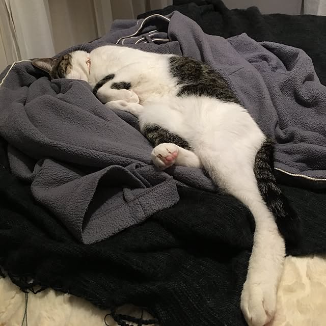 Shihoさんの実例写真