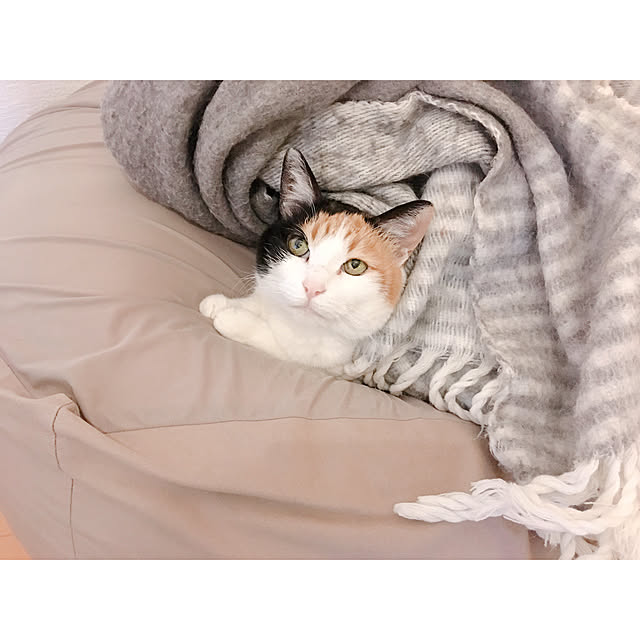 warashibeさんの実例写真