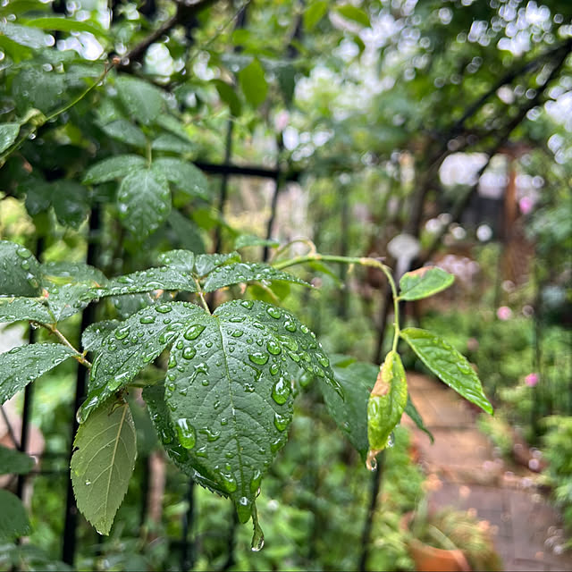 Royal_Gardeners_Clubさんの部屋