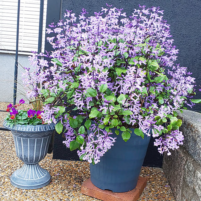 violetさんの実例写真