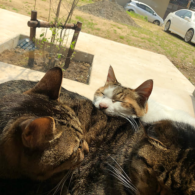 実例写真