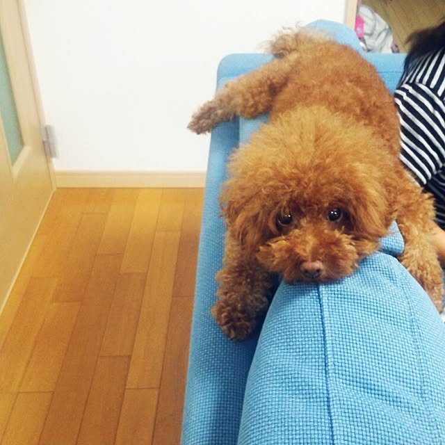 asayanさんの実例写真