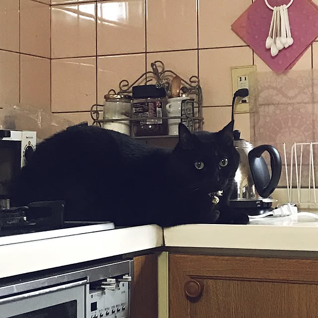 LoveCatさんの実例写真