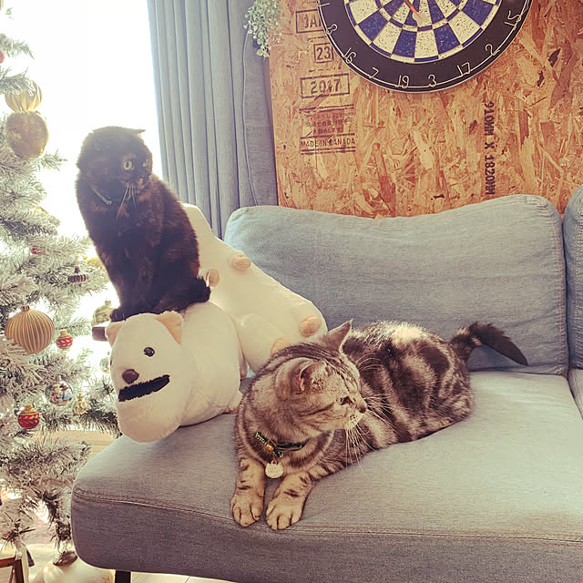 muuさんの実例写真