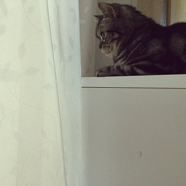 richanさんの実例写真
