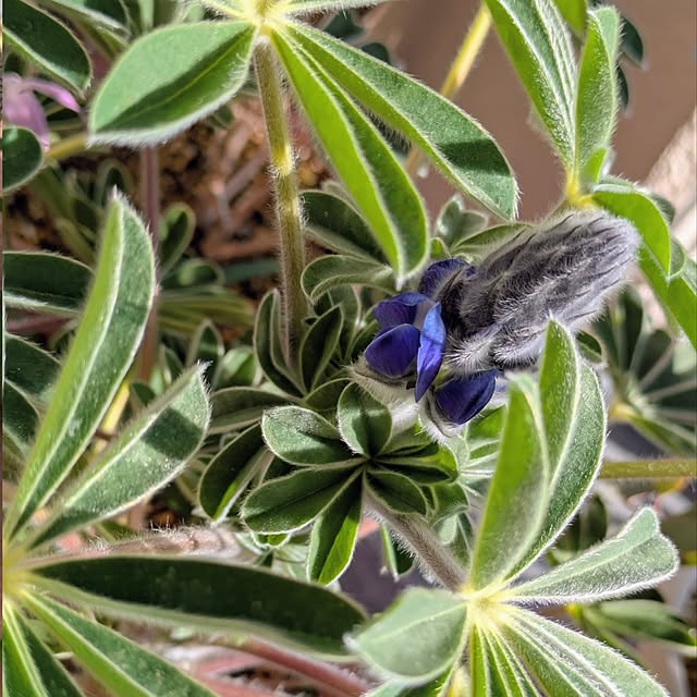 mi-saさんの部屋