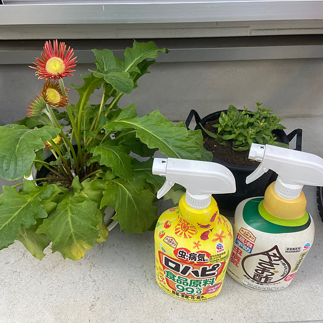 Haruさんの実例写真