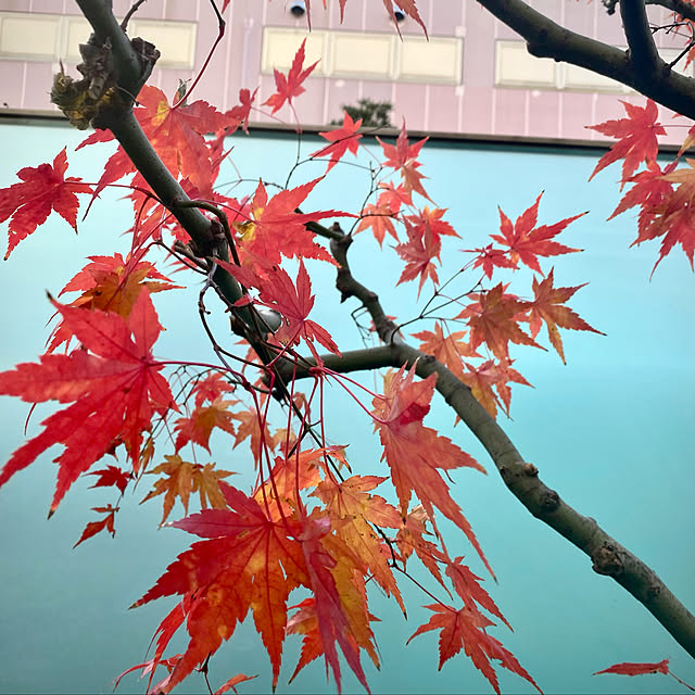 YuuKoさんの実例写真