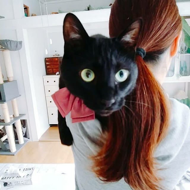 部屋全体/和室を改造/ねこのいる風景/ねこのいる日常/ねこと共同生活。...などのインテリア実例 - 2018-06-28 22:10:26