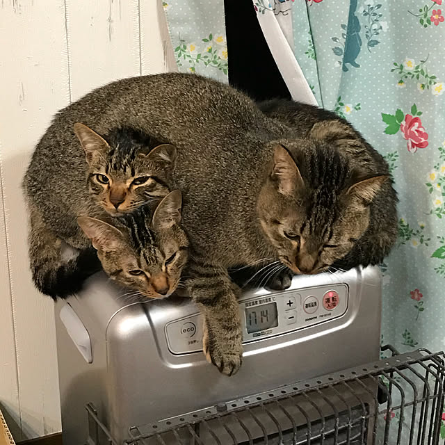 pepeさんの実例写真