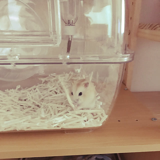 maimaiさんの実例写真