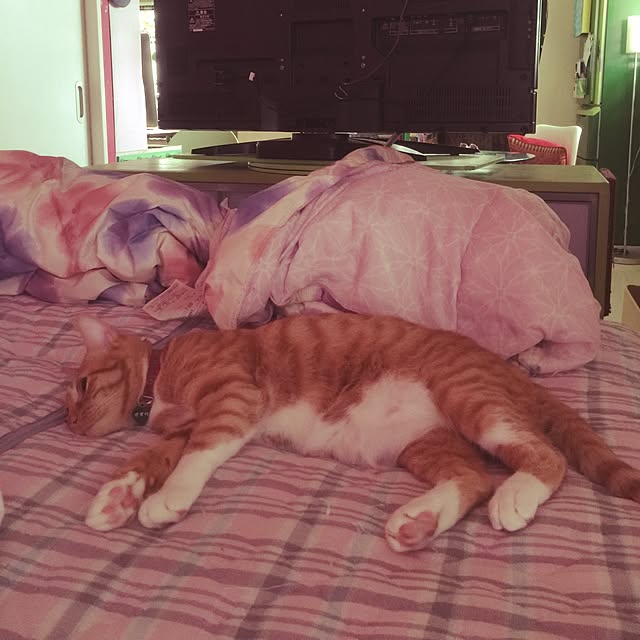 kimishigureさんの実例写真