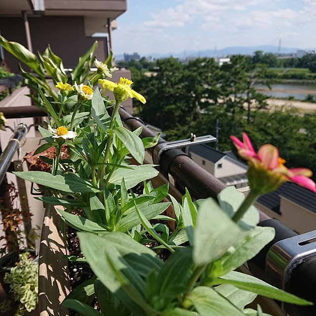 実例写真