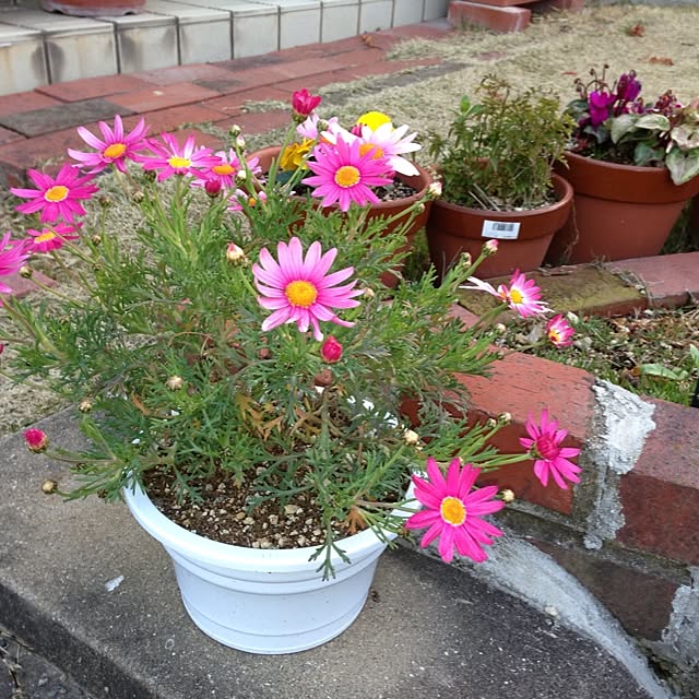 Kumikoさんの実例写真